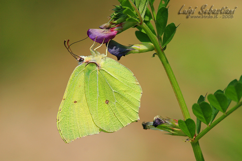 Gonepteryx rhamni
